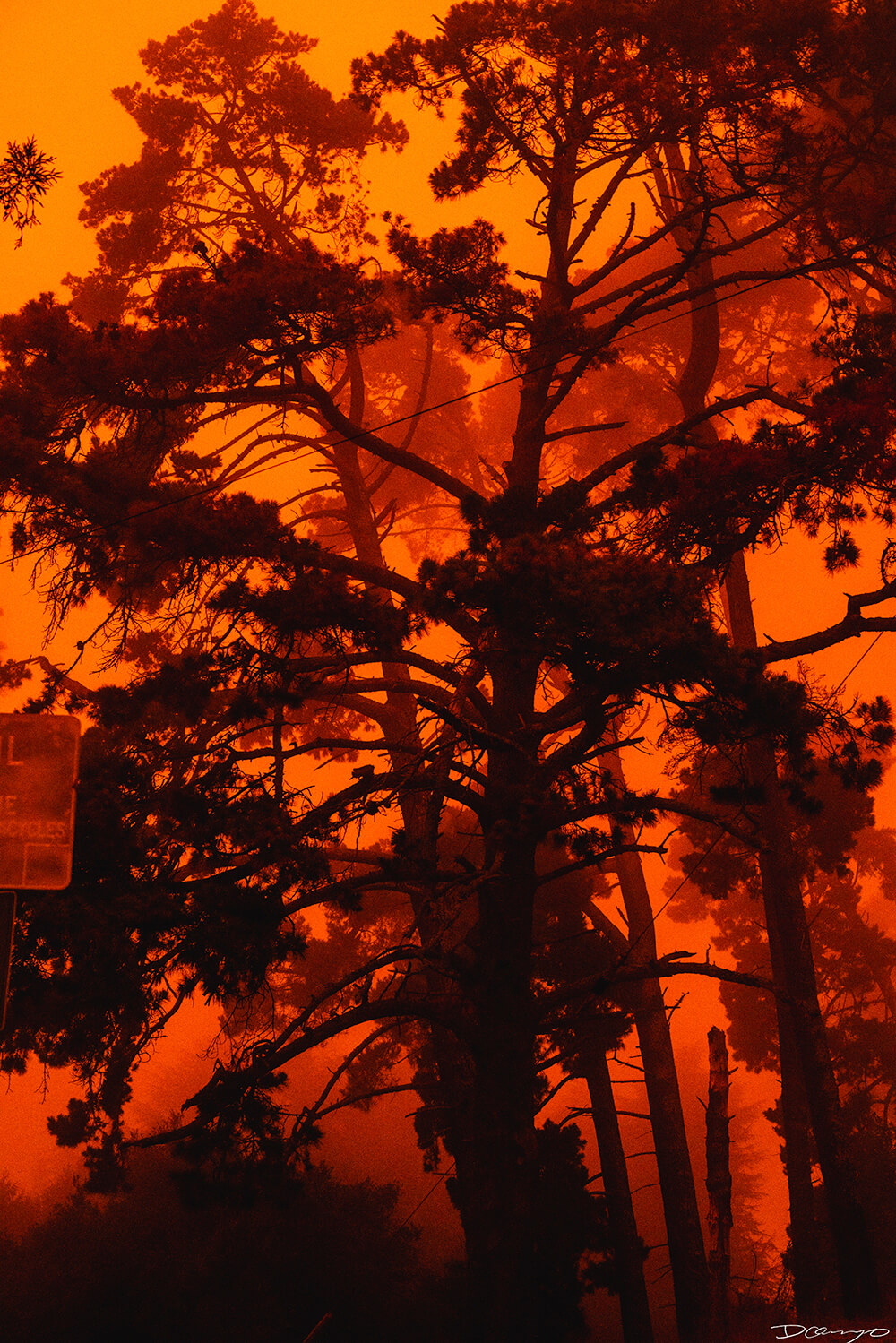 Photos of Sea Nettles, sunfish (mola mola), and ocean waves in Monterey, CA. Photos of smoke from wildfires in Berkeley, CA, burnt tree bark in Mendocino, CA, and Monarch Butterfly and chrysalis in Easton, Maryland.
